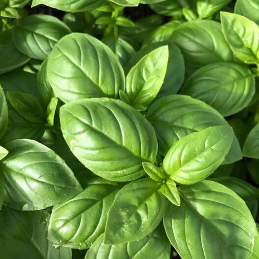 Basil