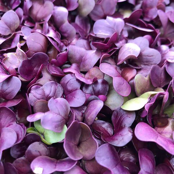 Organic Herbs and Seedlings Flowers