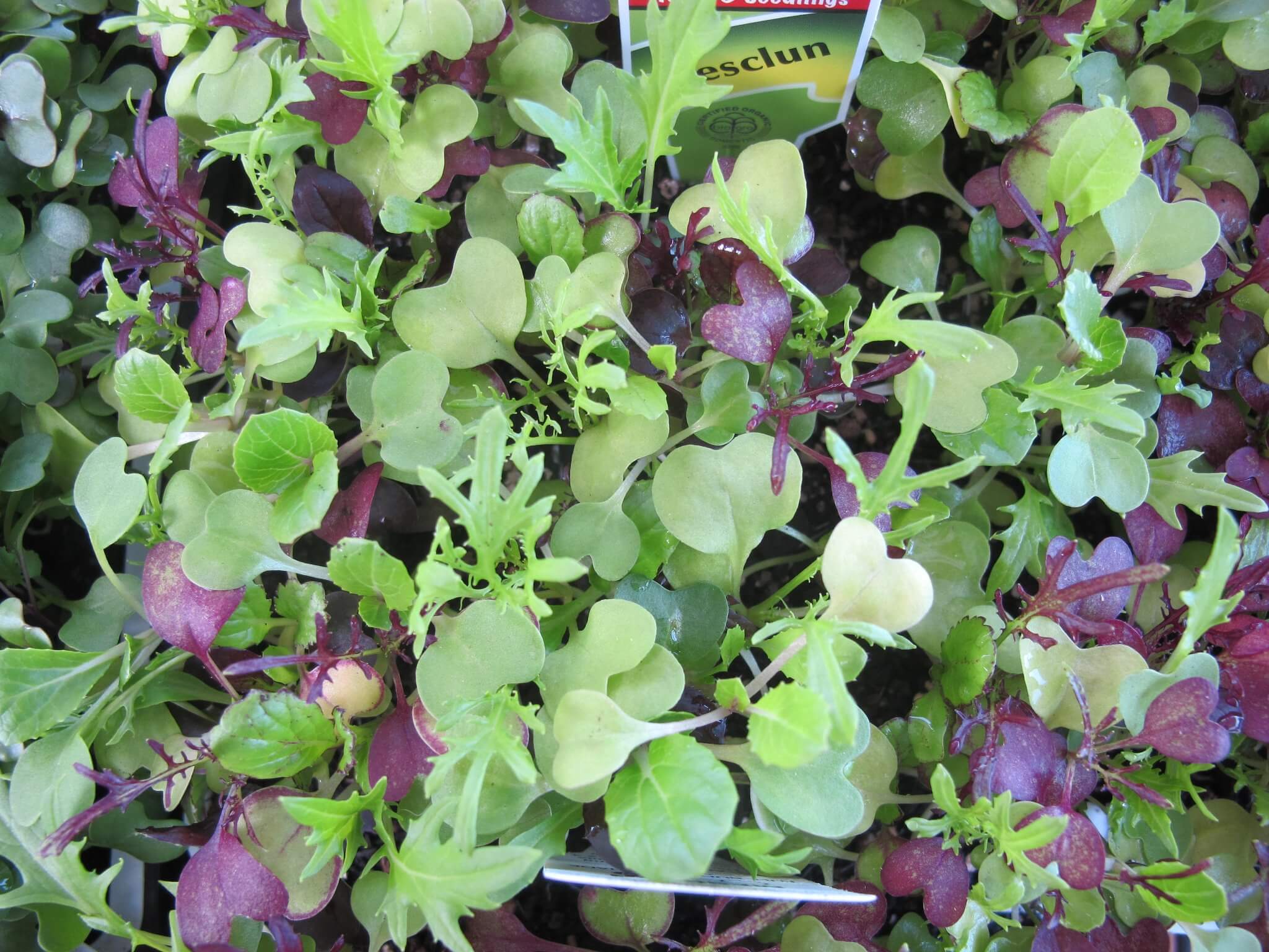 Organic Seedlings