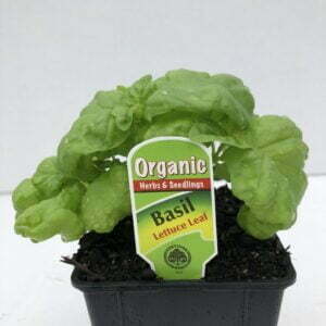 Basil Lettuce Leaf