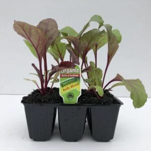 Beetroot Bulls Blood