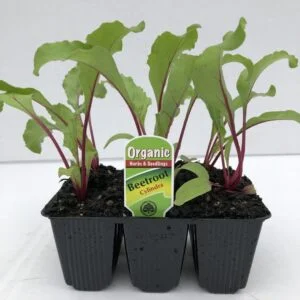 Beetroot Cylindra