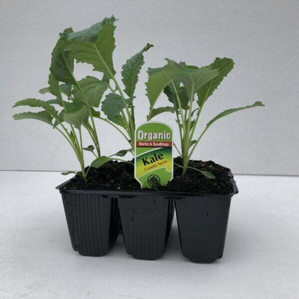 Kale Cavolo Nero