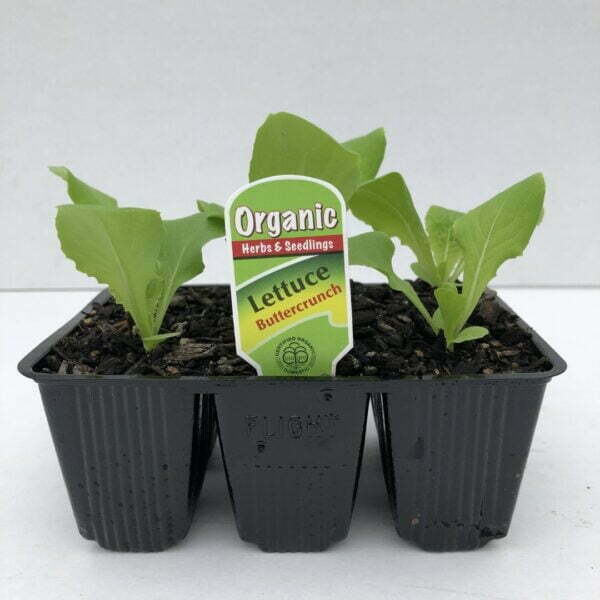 Lettuce Buttercrunch
