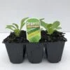 Lettuce Little Gem