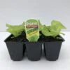 Lettuce Tom Thumb