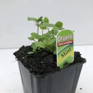 Mint