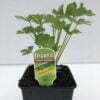 Parsley Italian Flat