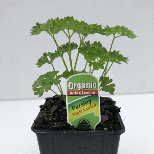 Parsley Curly