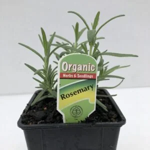 Rosemary