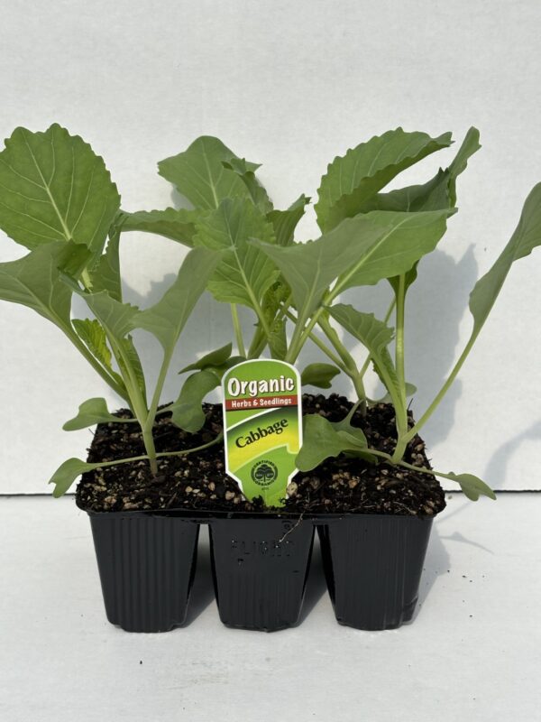 Cabbage