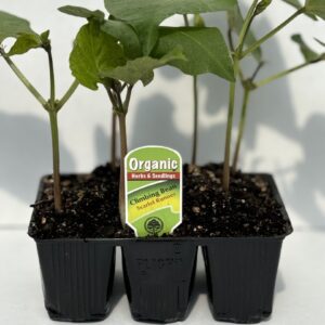 Climbing Bean Scarlet Runner