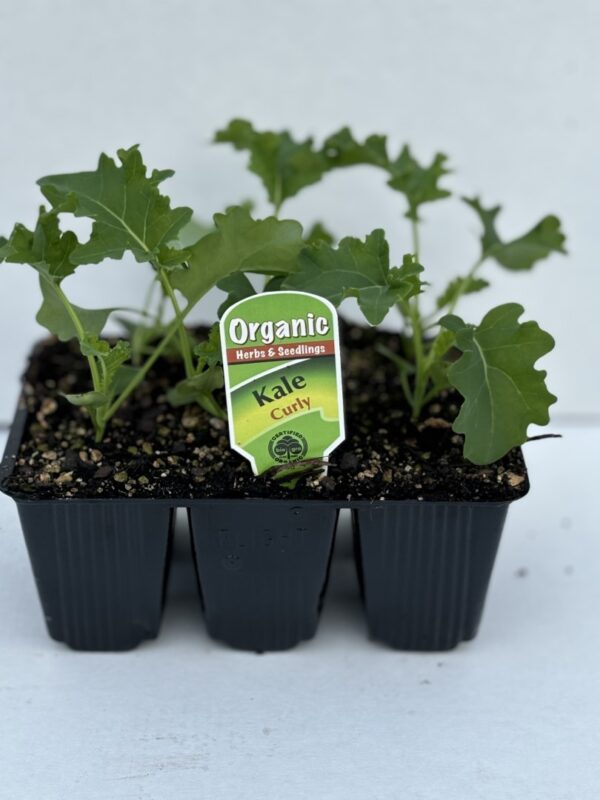 Kale Curly