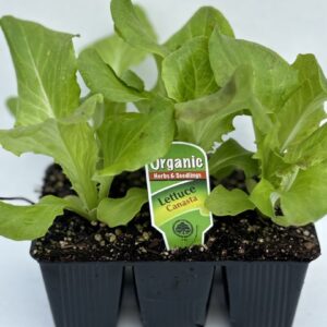Lettuce Canasta