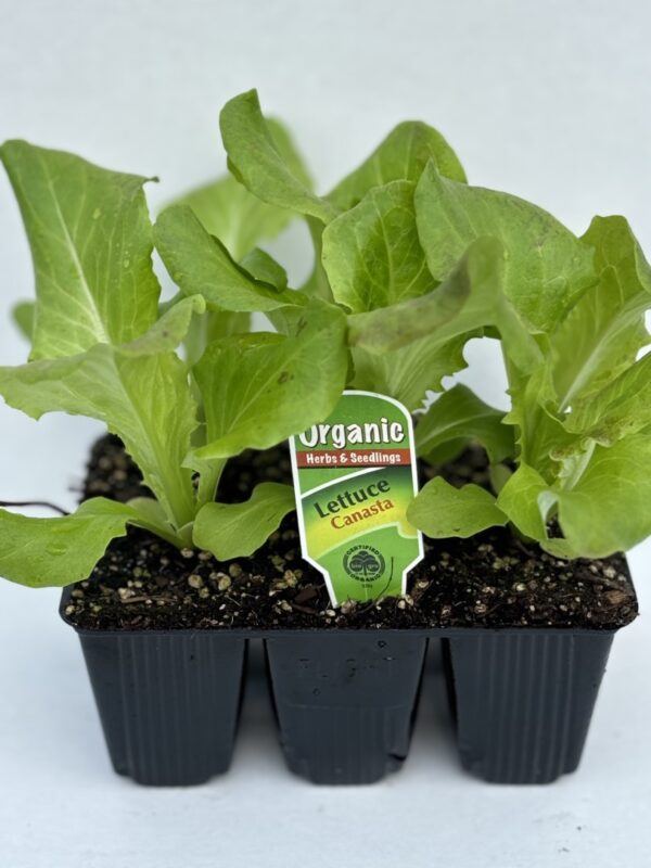 Lettuce Canasta