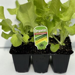 Lettuce Green Oak Leaf