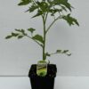 Tomato Red Cherry