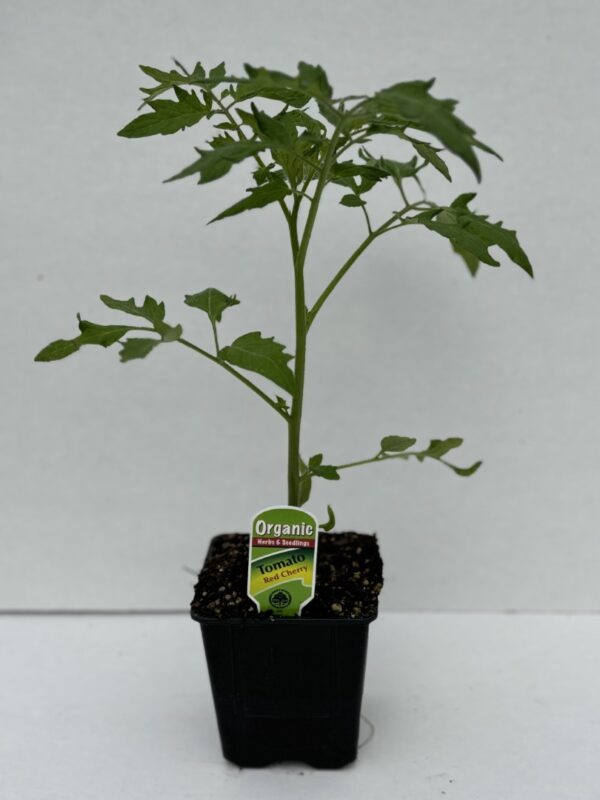 Tomato Red Cherry