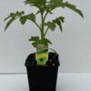 Tomato Russian Red