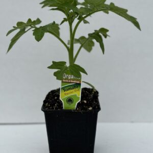 Tomato Russian Red