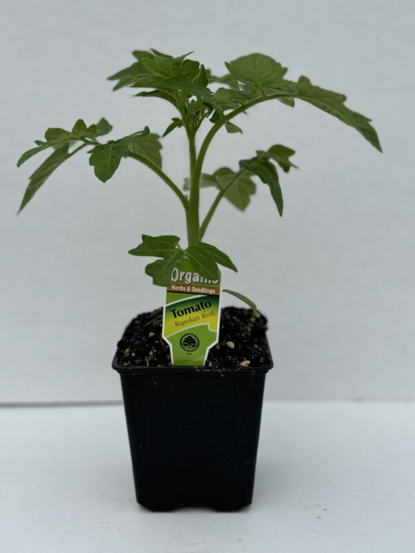 Tomato Russian Red
