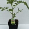 Tomato Money Maker