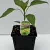 Capsicum Red