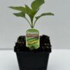 Capsicum Yellow