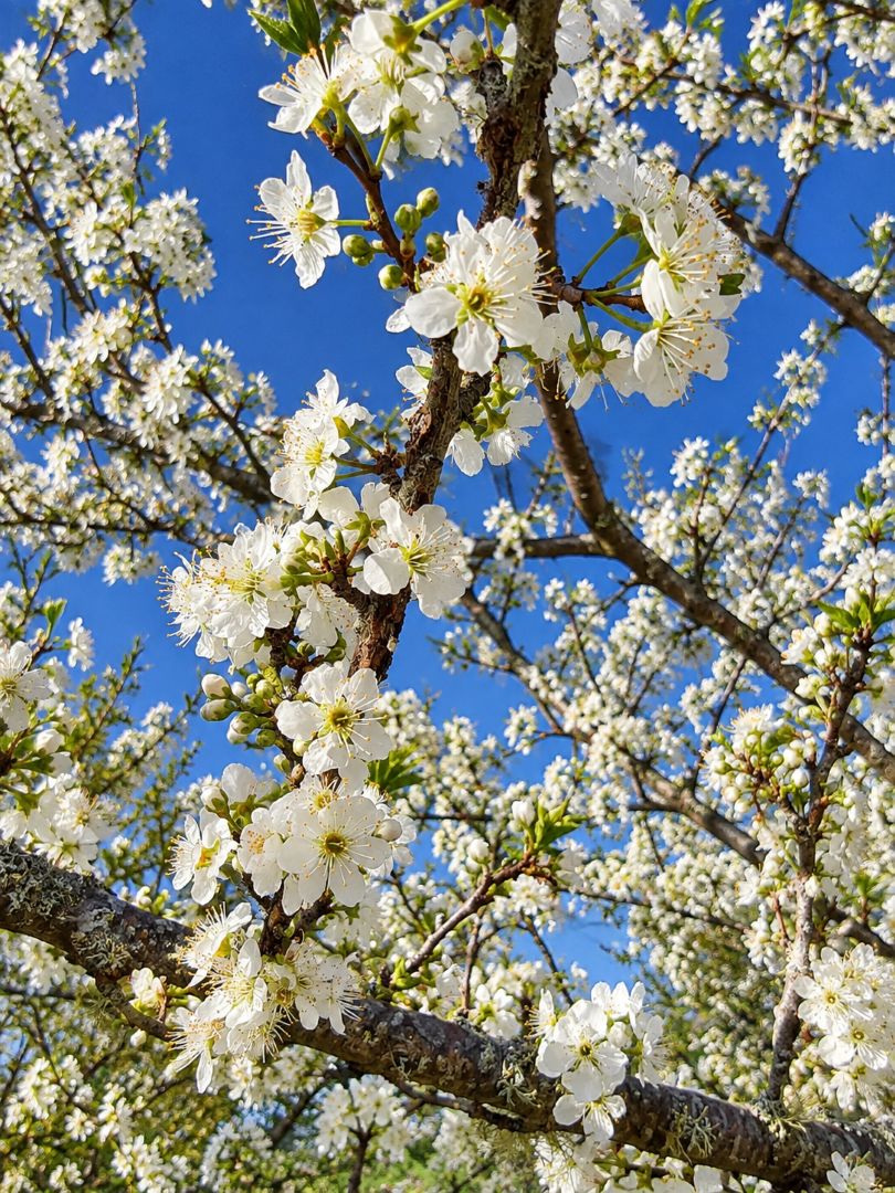 blossoms